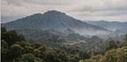 Picking coffee in the sierra